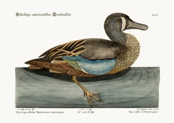 The White-face Teal, 1749-73